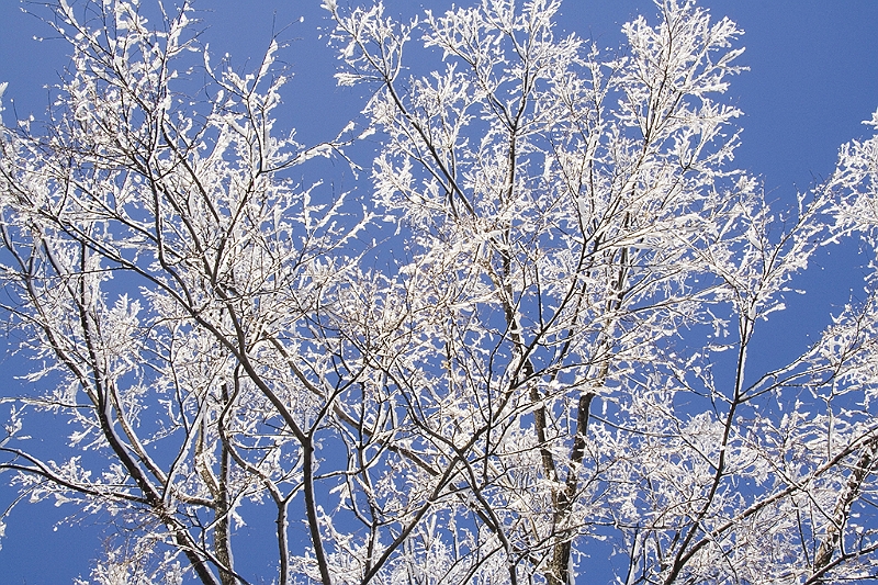 20060430-JanuarySnow-032