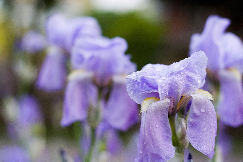 20060520-MoreRandomPicsInMay-053