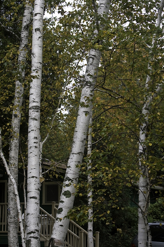 _MG_0590